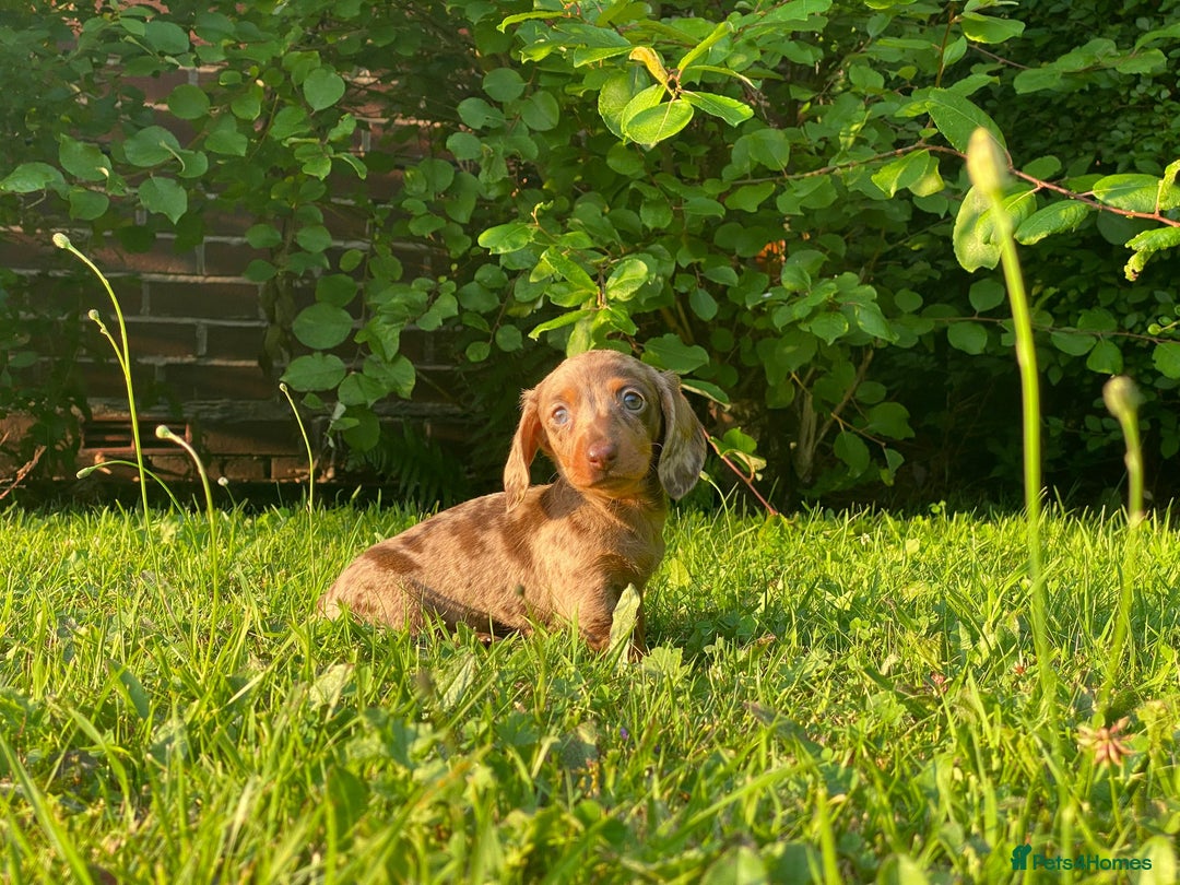 Miniature Dachshund dogs for sale: 3 x KC Chocolate Dapple girls - Image 4