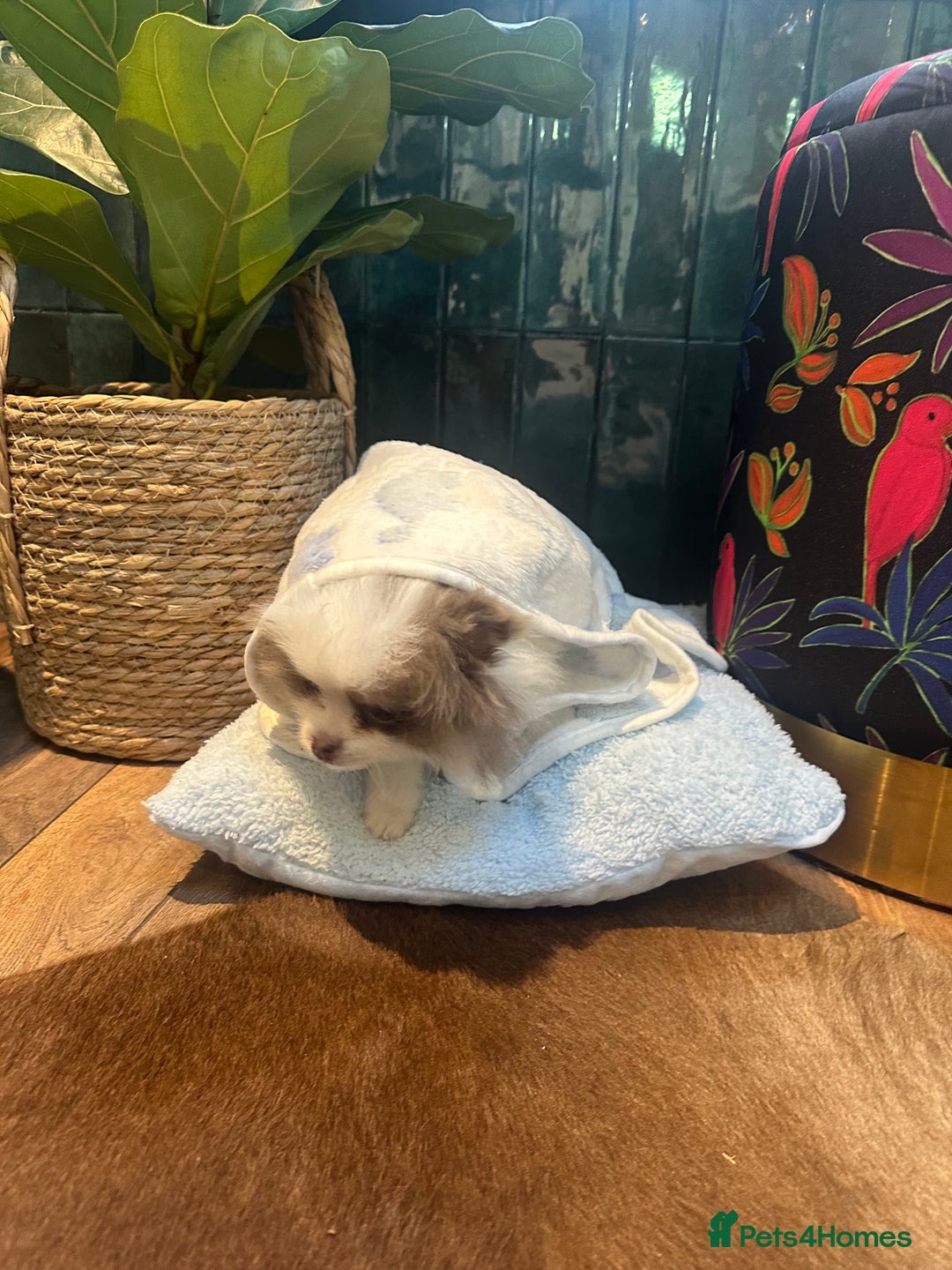 Pomeranian dogs for sale: Everest - Advert 9