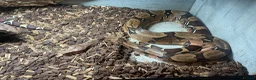 Boa Snake reptiles for sale: Male and female Suriname redtails in Stockton-on-Tees - Advert 3