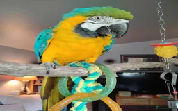 Macaws birds for sale: Beautiful Blue and gold Macaw, Green Wing Macaws - Image 4