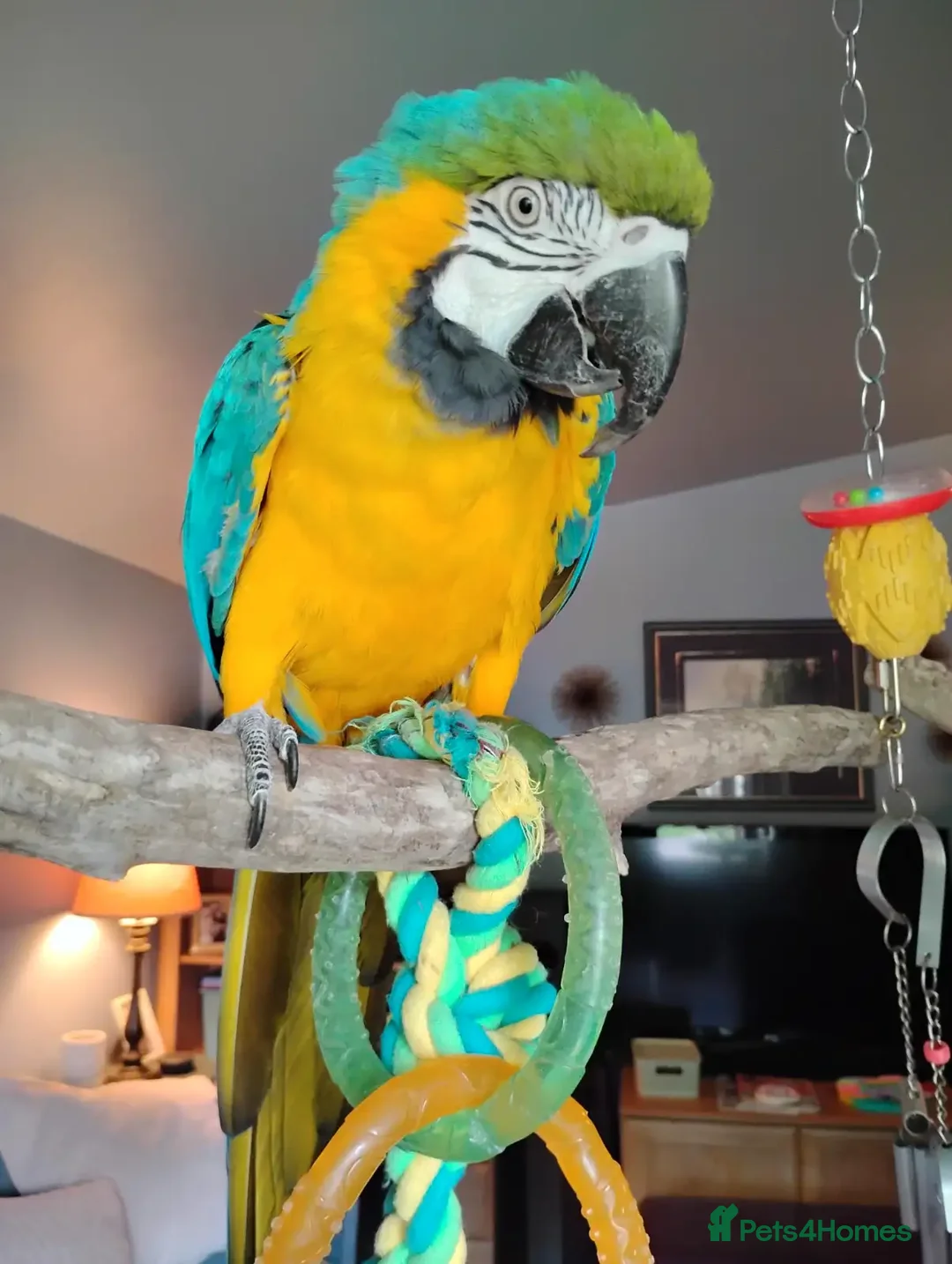 Macaws birds for sale: Beautiful Blue and gold Macaw, Green Wing Macaws - Image 4