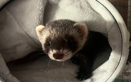 Ferret rodents for sale: FERRET FOR SALE - Image 11