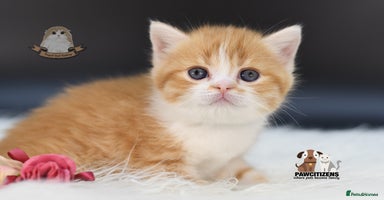 Scottish Fold cats - Advert 5