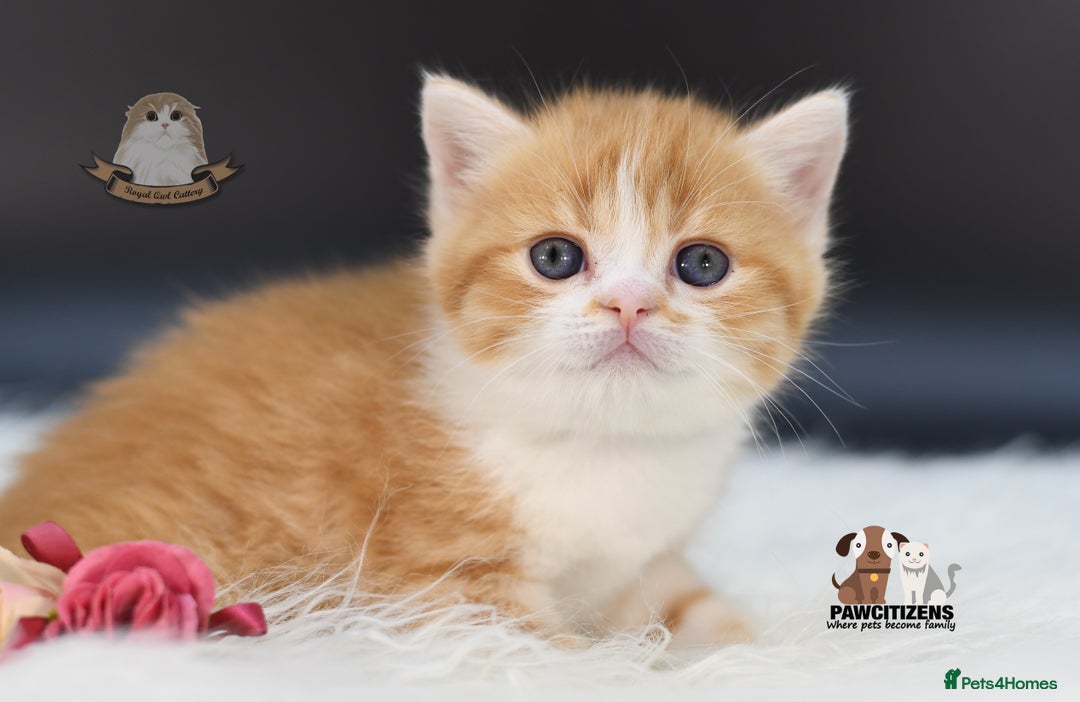 Scottish Fold cats for sale: LICENSED CATTERY, PURE BREED TOP QUALITY KITTENS - Image 4