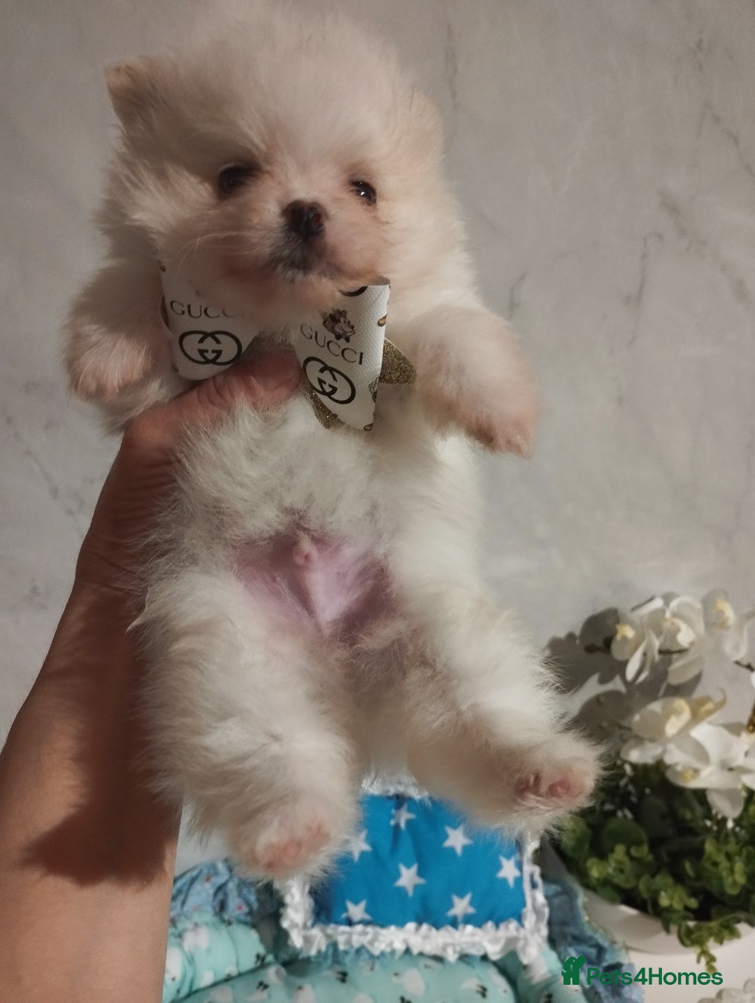 Pomeranian dogs for sale: 💝💝💝High-quality little boys💝💝💝 - Image 29