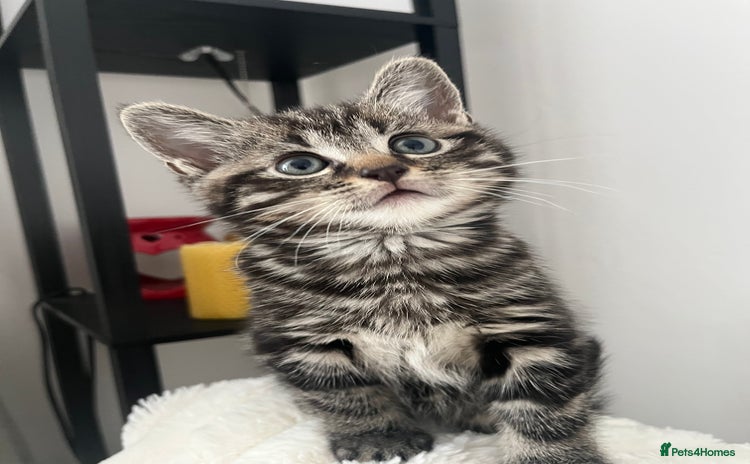 Mixed Breed cats - Advert 3