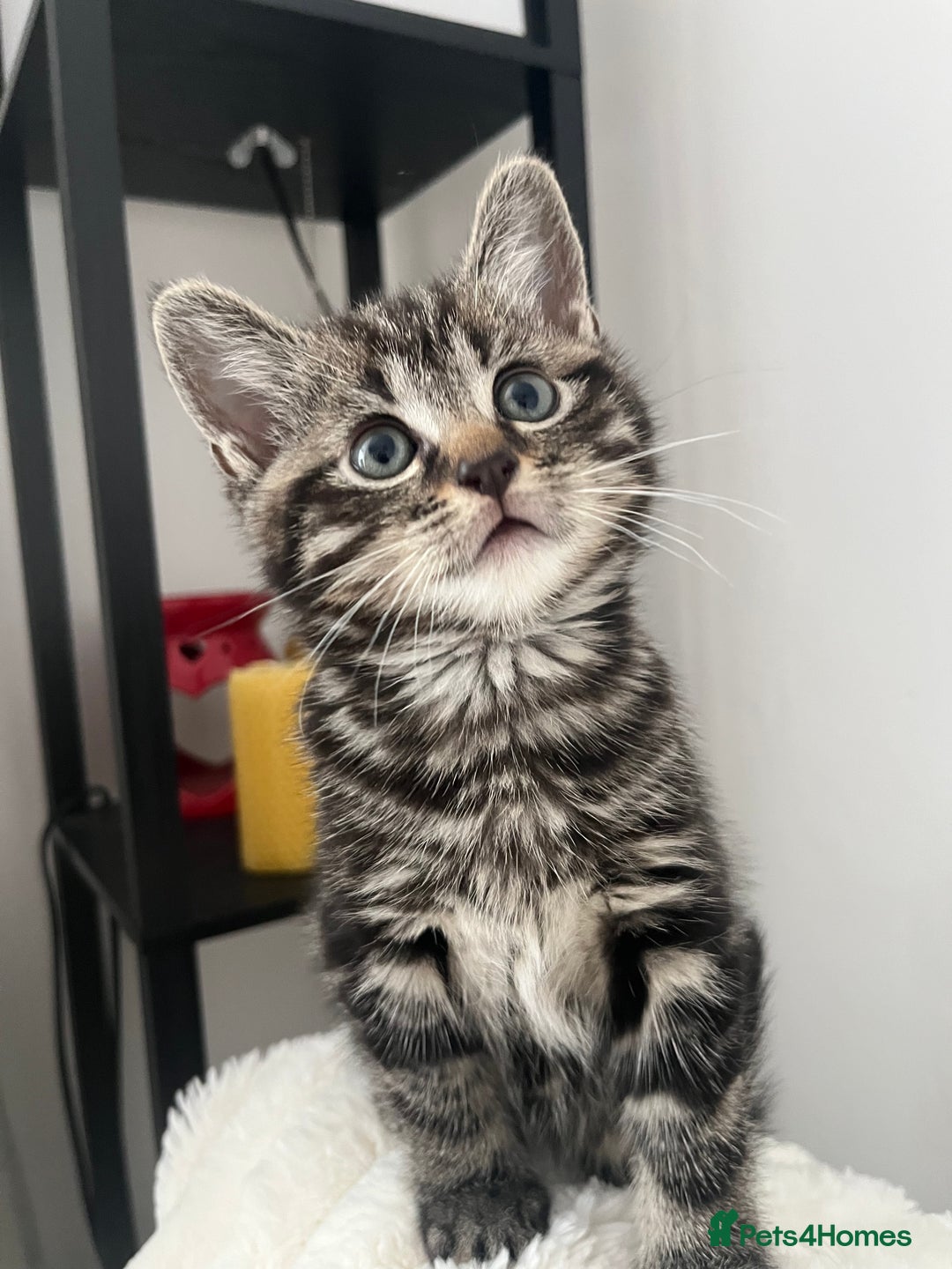 Mixed Breed cats for sale: Make and female tabby kittens for sale  - Image 1