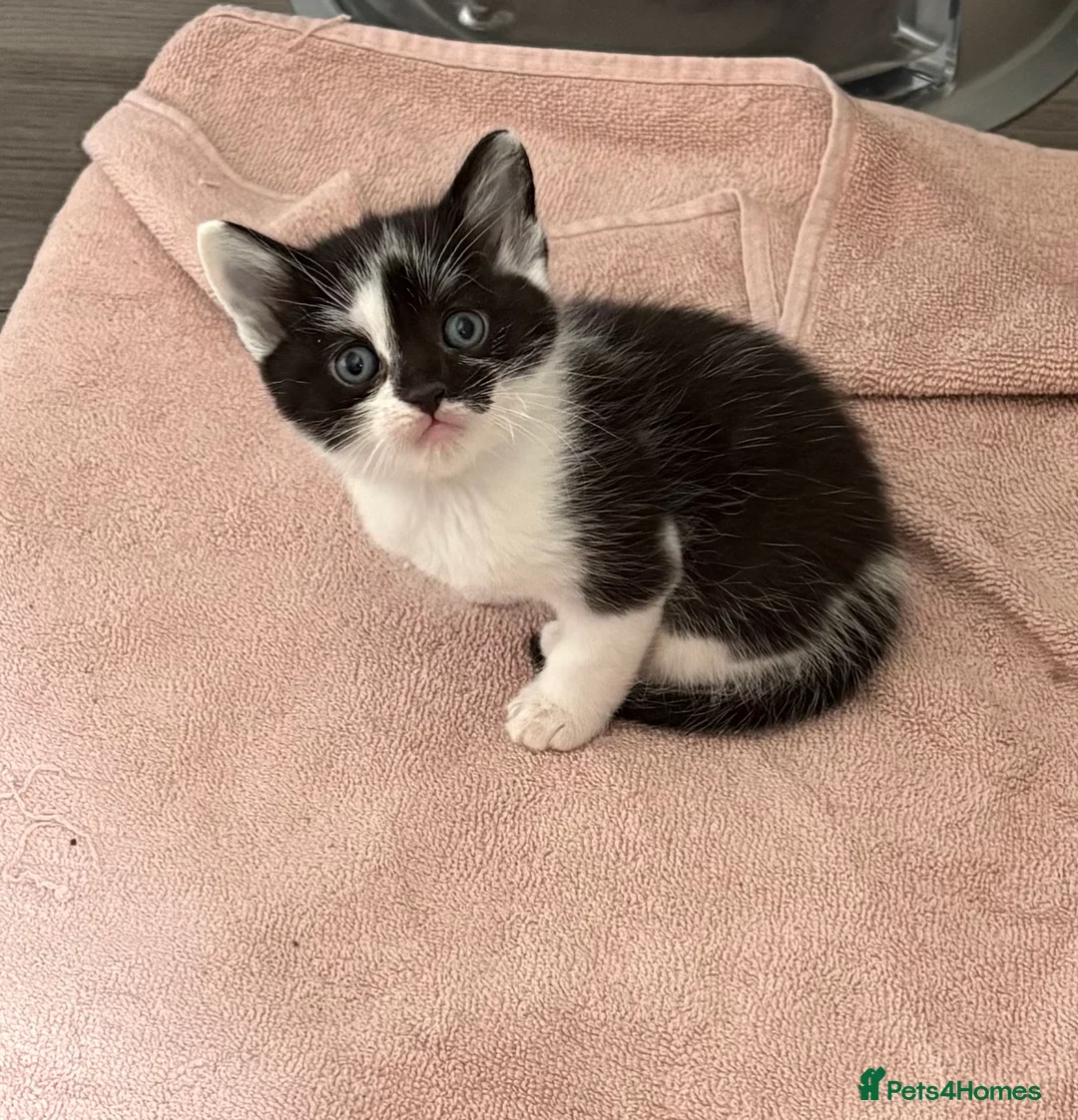 Mixed Breed cats for sale: Kittens for Sale  in Broxburn - Advert 6