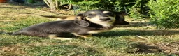 Miniature Dachshund dogs for sale: Last Beautiful KC Reg.MiniatureLH Dachshund Puppy  - Advert 12