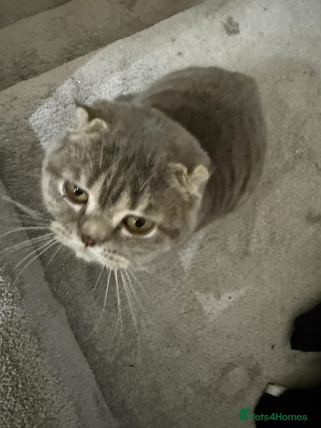 Scottish Fold cats for sale: Pearl  - Advert 6