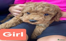 Cockapoo dogs for sale: Miniature cockapoo  - Image 5