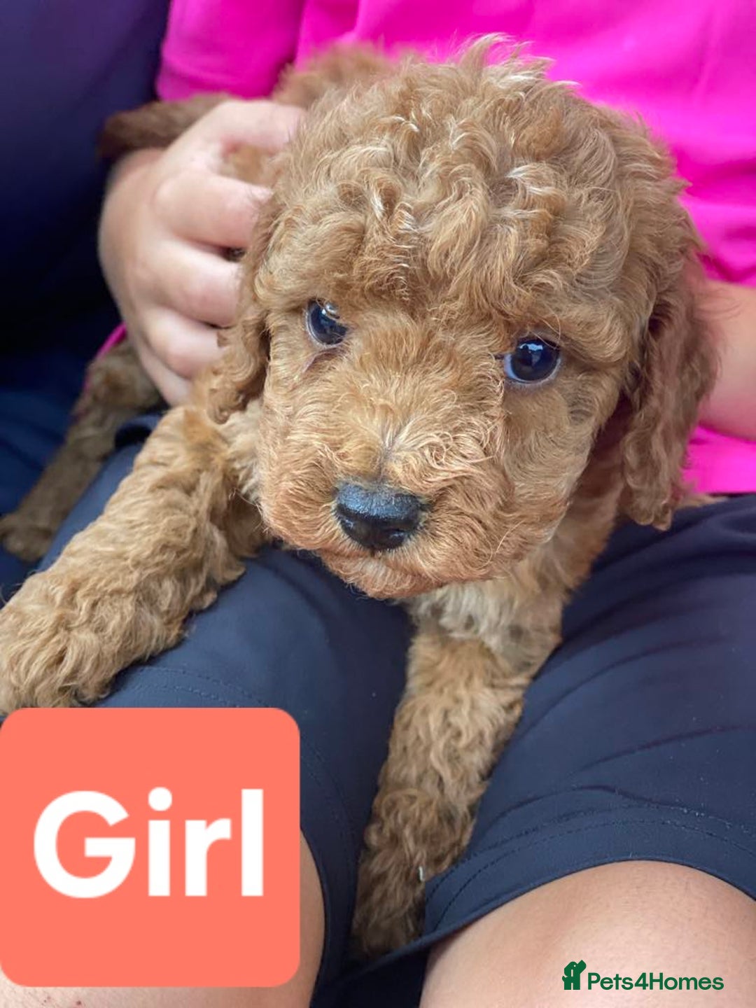Cockapoo dogs for sale: Miniature cockapoo  - Image 5