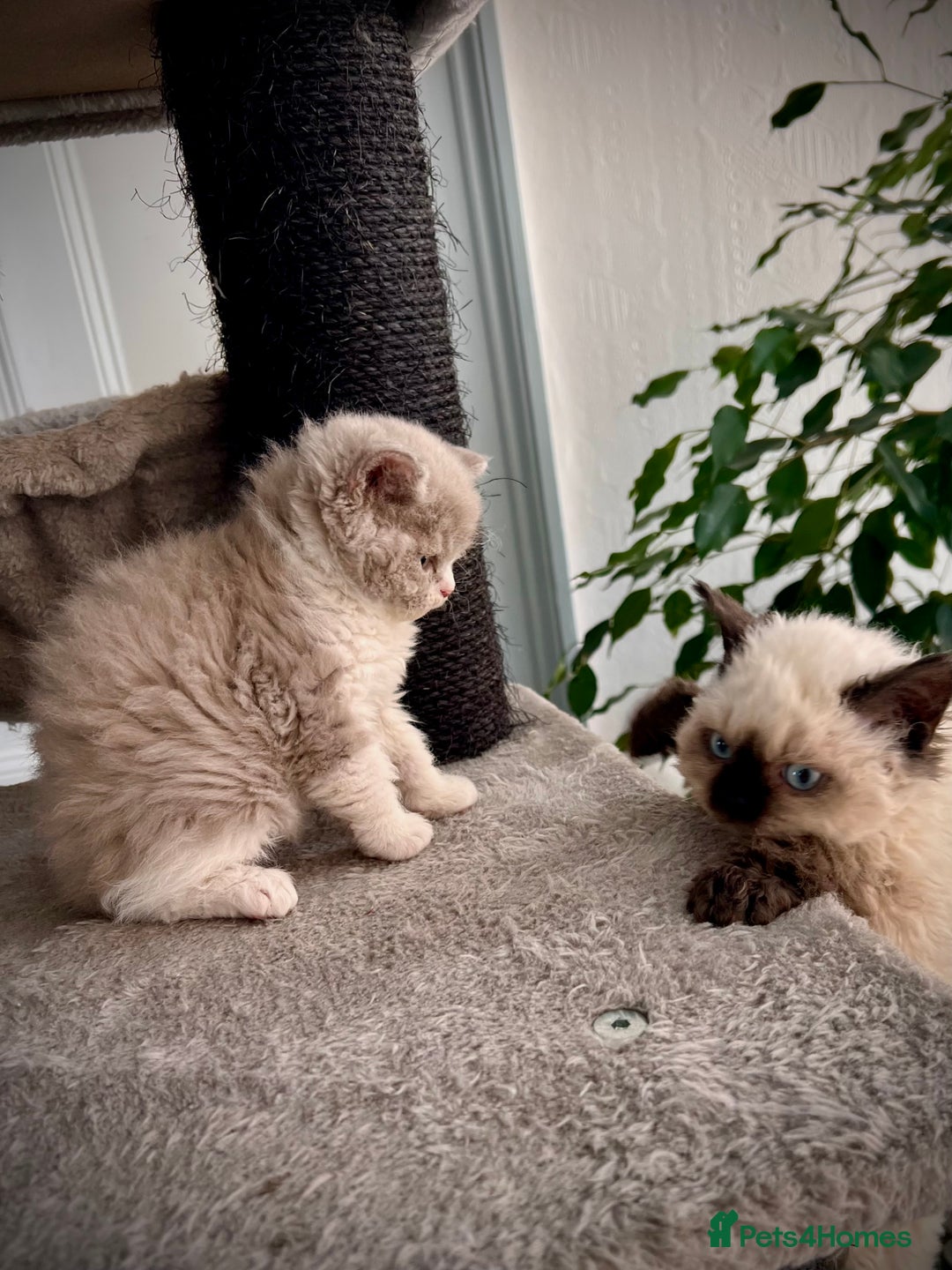 Selkirk Rex cats for sale: SELKIRK REX KITTENS  😻 - Advert 13