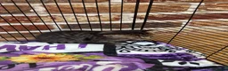 British Shorthair cats for sale: 2 tabby females - Advert 7