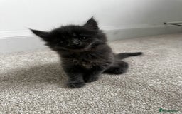 Maine Coon cats for sale: Rare Maine Coon/Russian Blue Kittens - Image 15