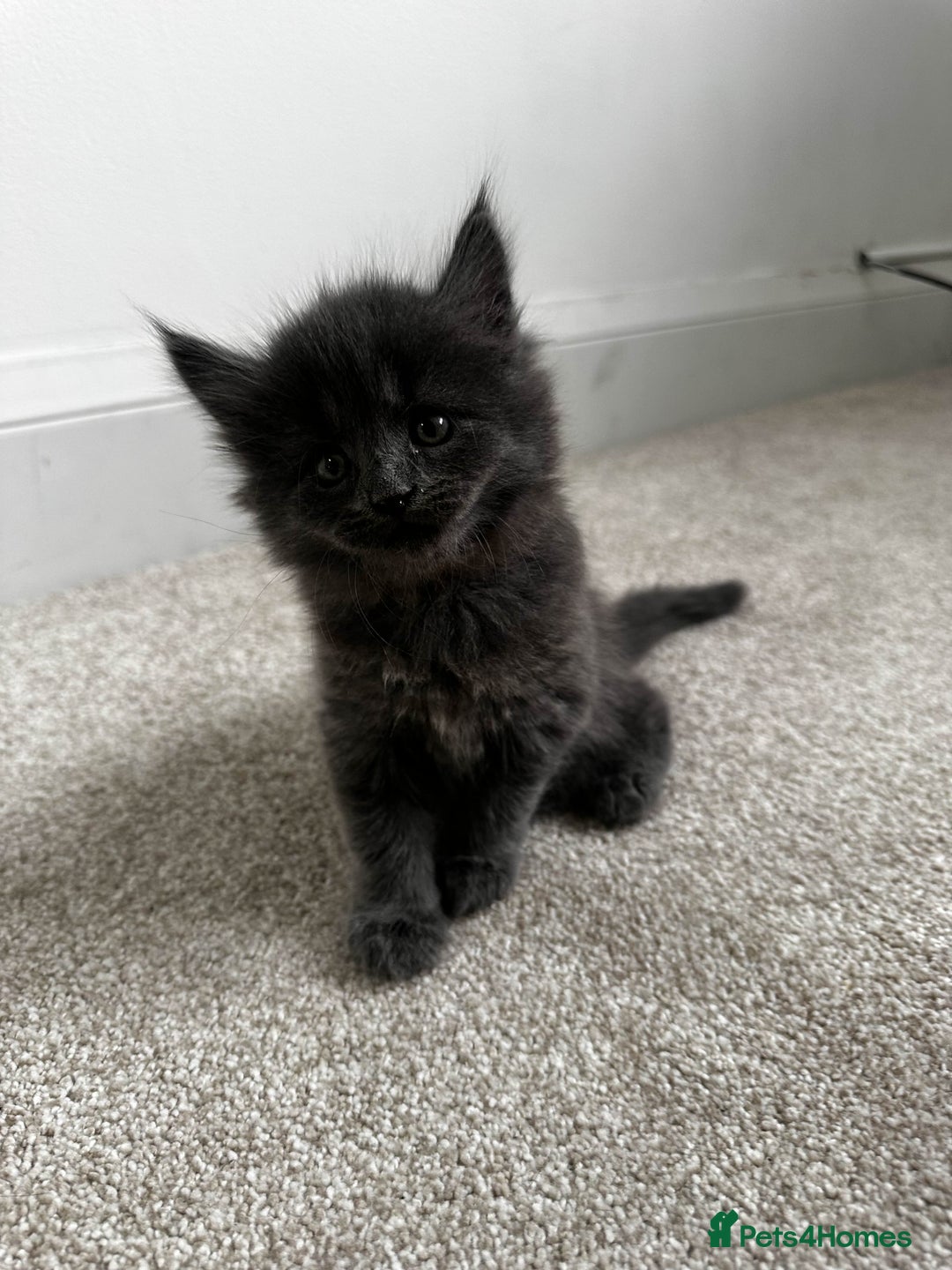 Maine Coon cats for sale: Rare Maine Coon/Russian Blue Kittens - Image 15