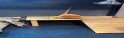 Bearded Dragon reptiles for sale: MaleBearded dragon 1year old  - Advert 4
