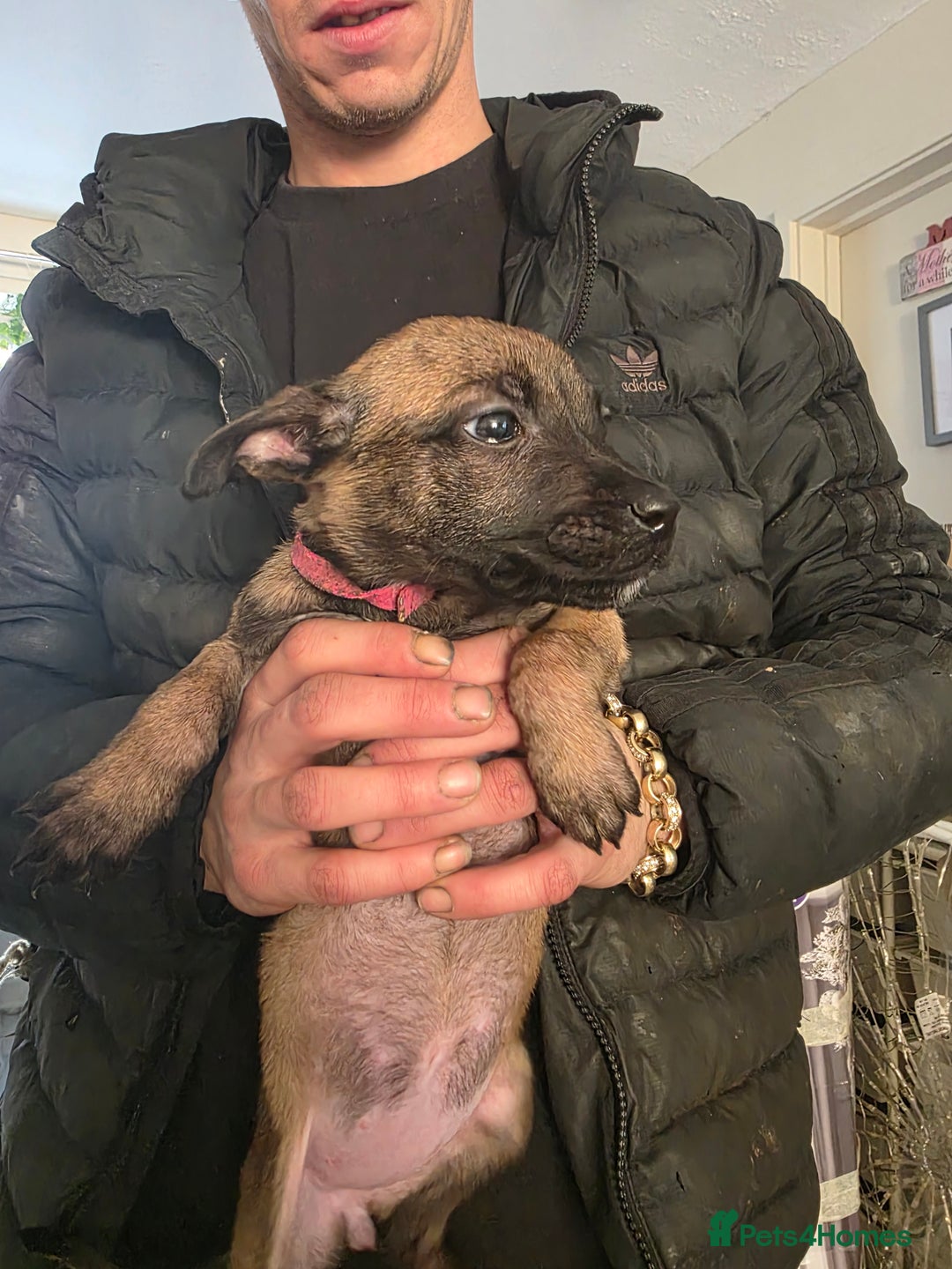 Belgian Shepherd Dog dogs for sale: Belgian malinois - Advert 5