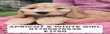 Cockapoo 1 Apricot and White Girl