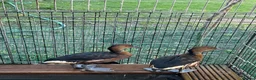 Ducks poultry for sale: Fulvous whistling duck  - Advert 3