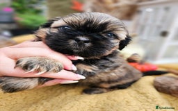 Shih Tzu dogs for sale: 🐶 Shih Tzu Puppies READY NOW– Licensed Breeder  - Image 13