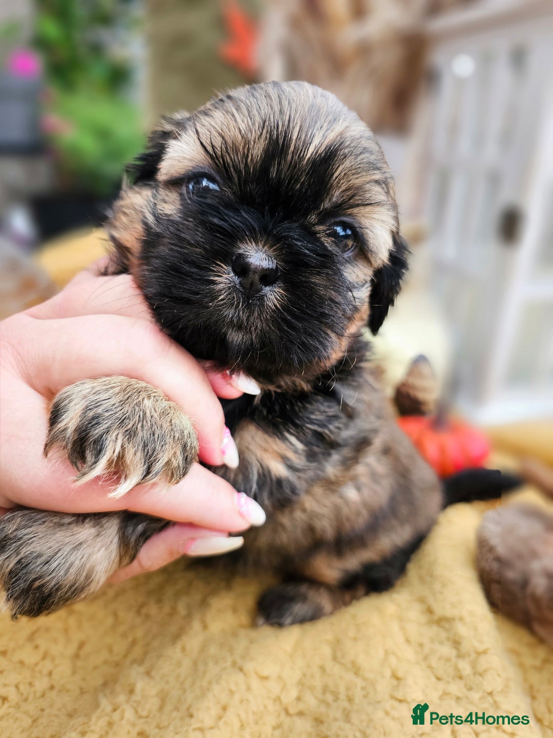 Shih Tzu dogs for sale: 🐶 Shih Tzu Puppies READY NOW– Licensed Breeder  - Image 13