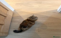 Persian cats for sale: Persian x Siberian fluffy tabby kitten - Advert 4