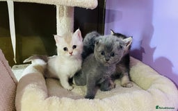 Scottish Fold cats for sale: Beautiful litter Scottish fold ready to reserve ❤️ - Image 3