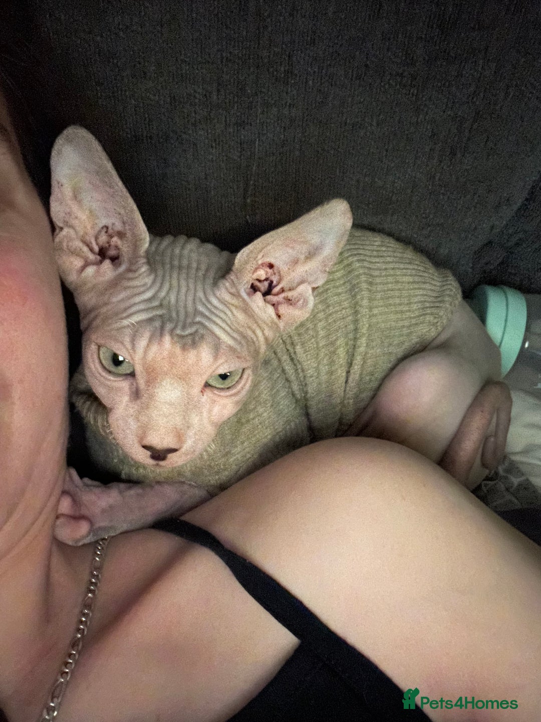 Sphynx cats for sale: 2 sphinx cats for sale  - Advert 2