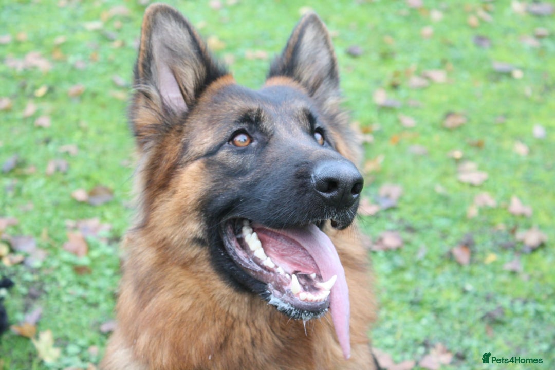 German Shepherd dogs for sale: German shepherd for good home - Image 10