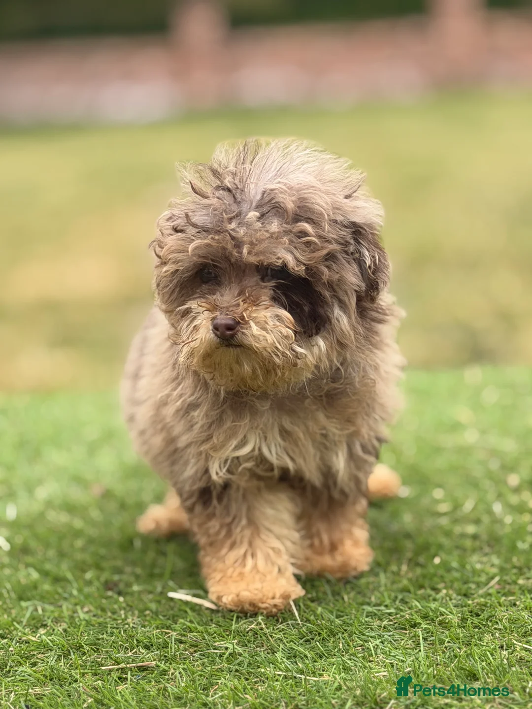 Toy Poodle dogs for sale: Beautiful toy poodle puppies  - Advert 5