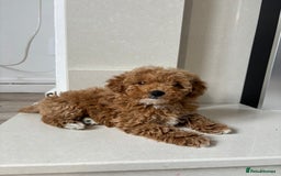 Maltipoo dogs for sale: Beautiful girl Maltipoo puppy - Image 1