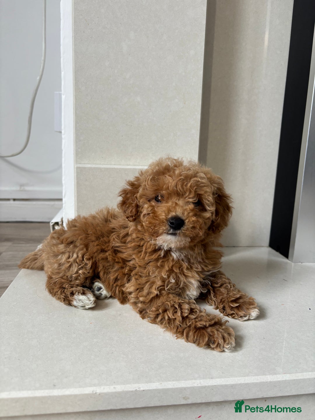 Maltipoo dogs for sale: Beautiful girl Maltipoo puppy - Image 1