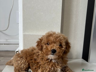 Maltipoo dogs - Advert 9