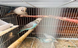 Budgerigars birds for sale: Budgies of various colours and ages  in Luton - Image 5