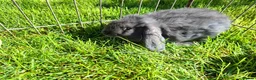 Mini Lop rabbits for sale: Pure breed minilop rabbits - Advert 8