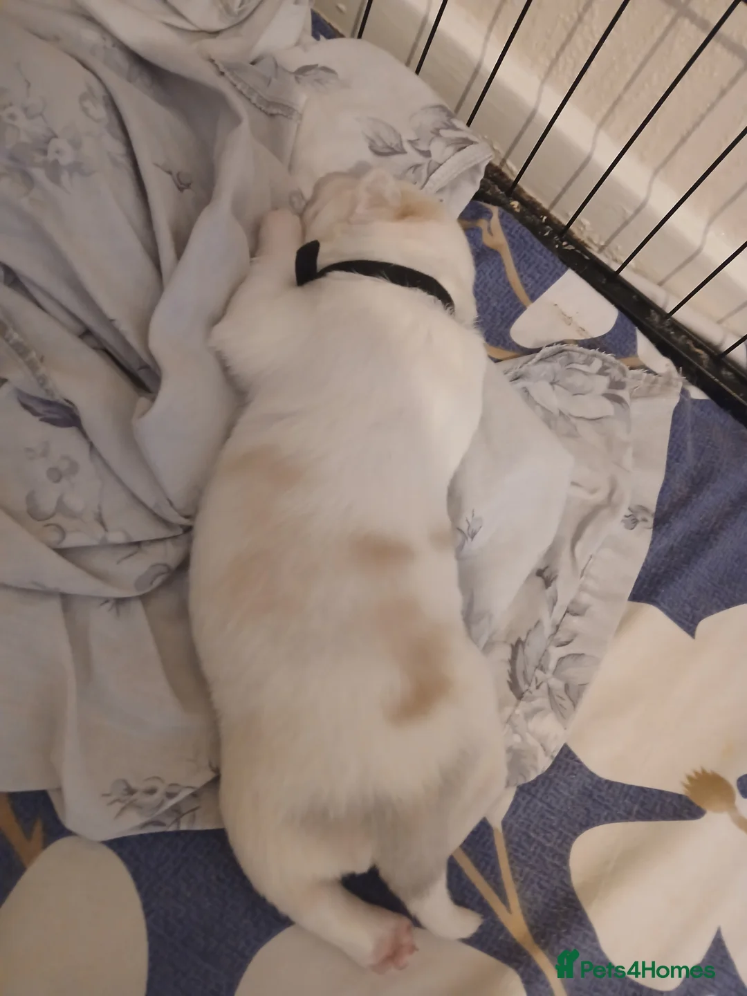 Siberian Husky dogs for sale: 1 SIB HUSKY GIRL LEFT CAN LEAVE 12/02/26 - Advert 37