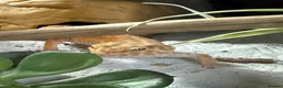 Leopard Gecko reptiles for sale: Female Leopard gecko + full set up - Advert 5