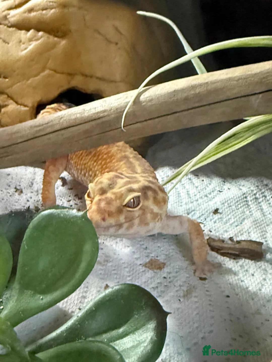 Leopard Gecko reptiles for sale: Female Leopard gecko + full set up - Advert 5
