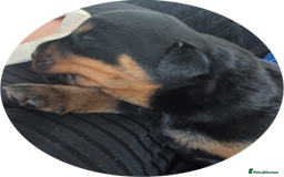 Rottweiler dogs for sale: Purebred Rottweiler Puppies Family Raised! 🐾 - Image 12