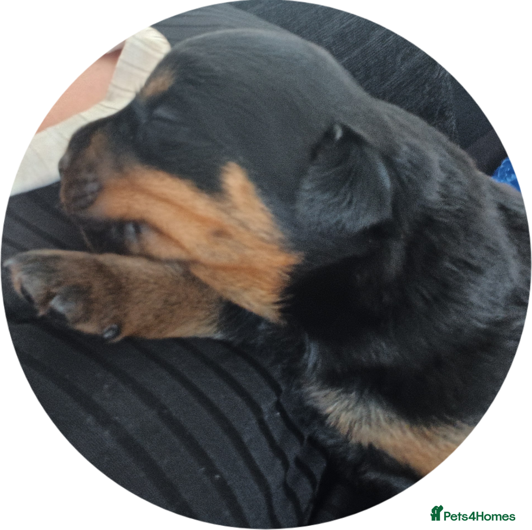 Rottweiler dogs for sale: Purebred Rottweiler Puppies Family Raised! 🐾 - Image 12