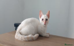 Mixed Breed cats for sale: Two stunning colour point boys ready now  - Image 4