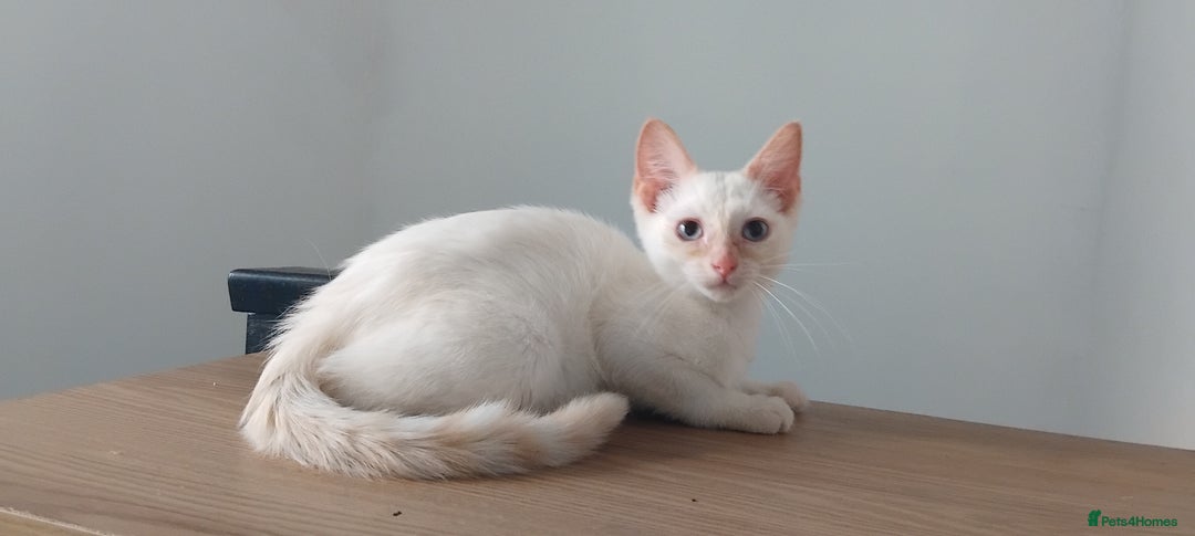 Mixed Breed cats for sale: Two stunning colour point boys ready now  - Image 4