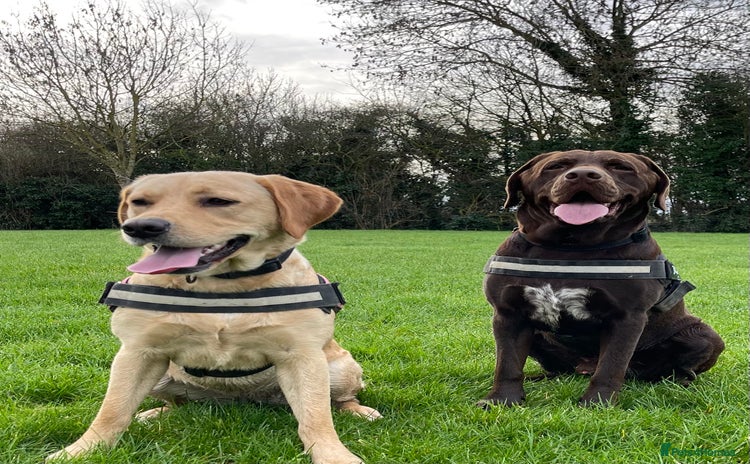 Mixed Breed dogs - Advert 2