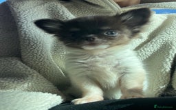 Chihuahua dogs for sale: 💥 REDUCED 💥 ** Choc parti chihuahua ONE BOY LEFT - Image 8