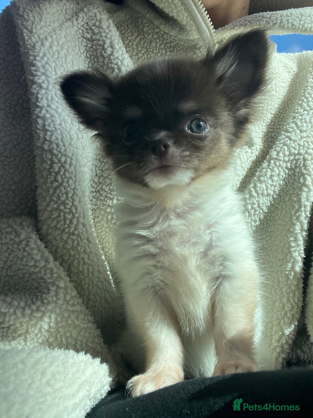 Chihuahua dogs for sale: 💥 REDUCED 💥 ** Choc parti chihuahua ONE BOY LEFT - Image 8