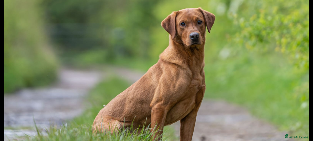 Labrador Retriever dogs for sale: Fox red Labradors  - Advert 12