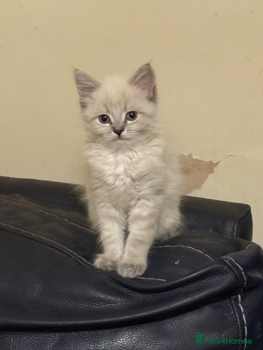Ragdoll cats for sale: ADORABLE RAGDOLL KITTENS - READY NOW - Image 30