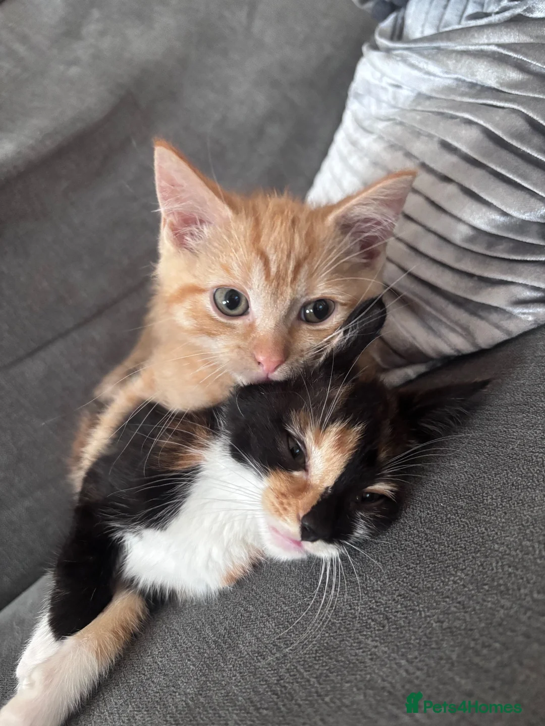British Shorthair cats for sale: 8 weeks old male kitten - Advert 5
