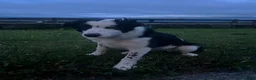 Border Collie dogs for sale: Collie dog pup *ready to go* - Advert 8